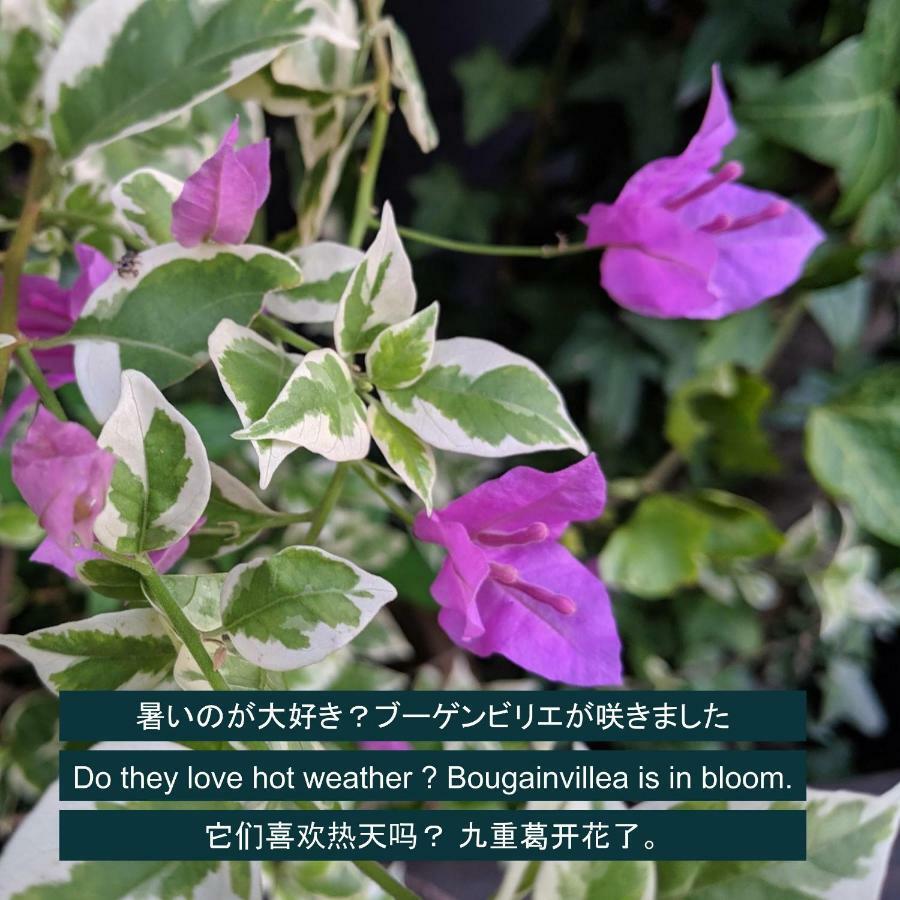 Kyoya Ryokan Nagoya Buitenkant foto
